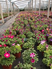 種養結合循環農業建設是轉變農業發展方式的需要